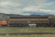 Rare visitor to Kelowna